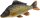 Traun River Stofffisch Schuppenkarpfen Länge 64cm