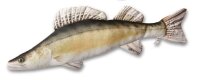 Paladin Stofffisch Zander Länge 77cm
