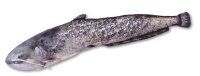 Paladin Stofffisch Wels Länge 115cm
