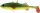 Westin Shad Stanley the Stickleback 5,5cm