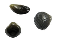 Trendex Mini Carp Shells