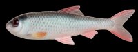Pulz Bait Roach Kit 15cm - Natural Roach