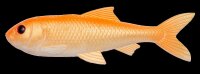 Pulz Bait Roach Kit 15cm - Gold Fish