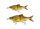 Savage Gear 3D GLIDE ROACH 17CM/78G verschiedene Ausführungen