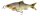 Savage Gear 3D GLIDE ROACH 17CM/78G verschiedene Ausführungen