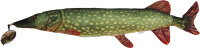 Fladen Stofftier Hecht Länge 80 cm Fischkissen