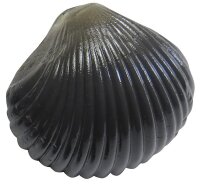 Behr Trendex Carp Shells Muschel-Typ 3